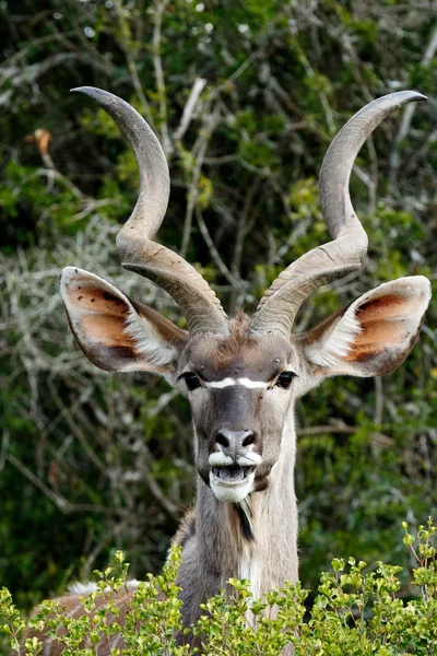 Usmívající se - větší Kudu - Tragelaphus strepsiceros — Stock fotografie