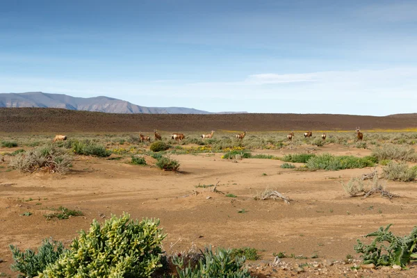 Red Hartebeest pastando en un campo en Tankwa Karoo — Foto de Stock