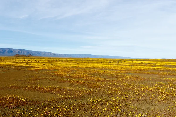 Sarı ve düz Tankwa Karoo — Stok fotoğraf