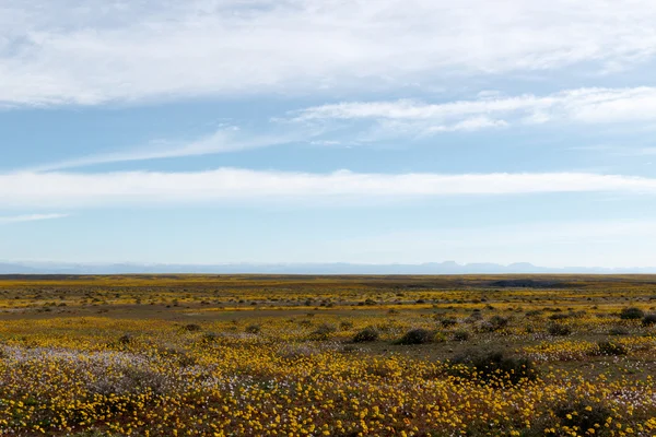 Immense paysage vert plat vide ouvert à Tankwa Karoo — Photo