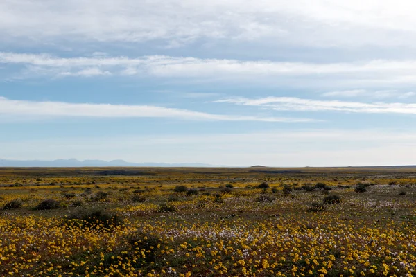 Teljesen sík hatalmas nyitott üres zöld táj, a Tankwa Karoo — Stock Fotó