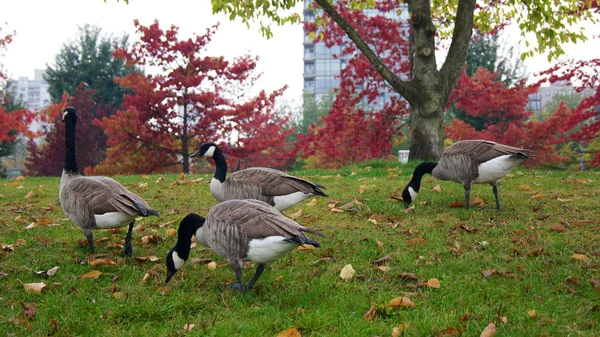 VANCOUVER, CA - SETEMBRO DE 2014 - Ganso canadense ou Branta Canadensis comendo pasto verde perto da lagoa — Fotografia de Stock