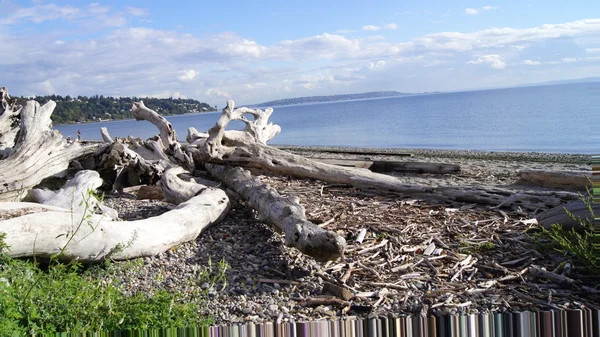 Seattle, Washingotn - wrzesień 2014: Driftwood w West Point Lighthouse — Zdjęcie stockowe