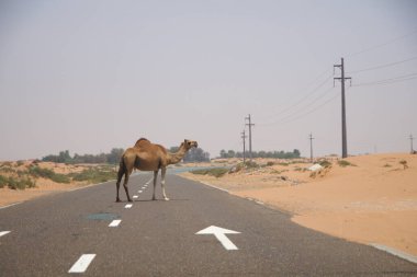 Dubai, BİRLİK ARAB EMIRATLARI -