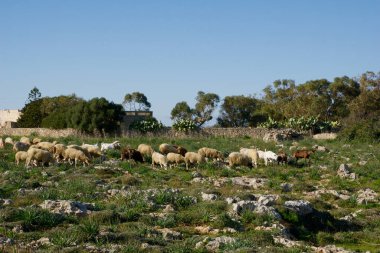 DINGLI, MALTA - 02 Ocak 2020: Dingli Havacılık radar istasyonu yakınlarındaki çalılık arazisinde koyun otlatma