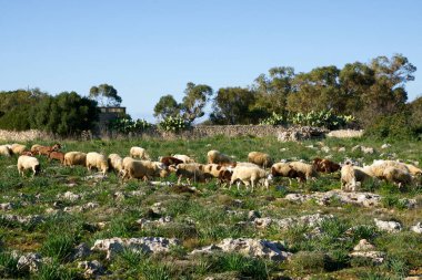 DINGLI, MALTA - 02 Ocak 2020: Dingli Havacılık radar istasyonu yakınlarındaki çalılık arazisinde koyun otlatma