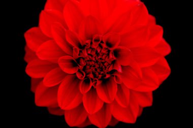 güzel bir kırmızı çiçek