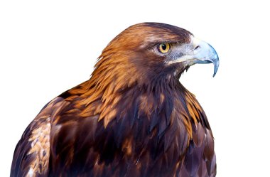 Kartal beyaz arka plan