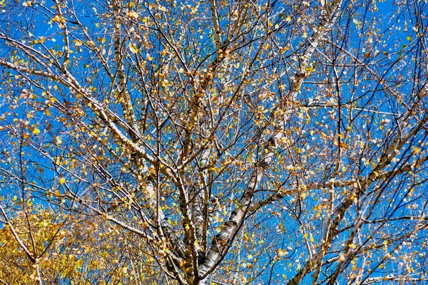 Birch with yellow leaves — Stock Photo, Image