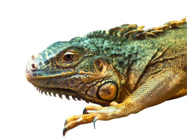 izole üzerinde büyük Iguana