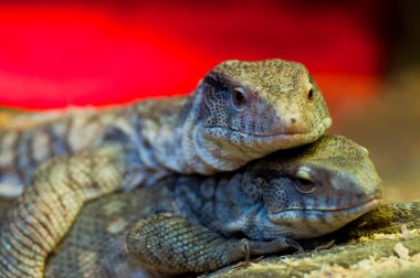 İki büyük İguanalar yalan