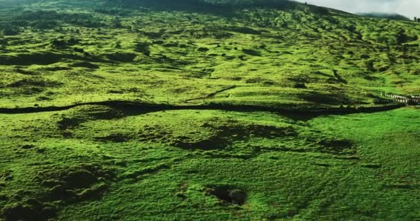 Paisaje verde verano — Vídeo de stock