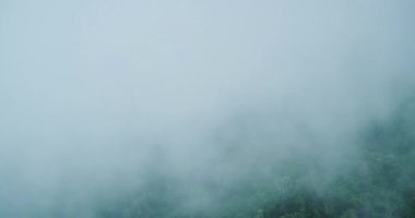 Sis kapsayan tropikal orman