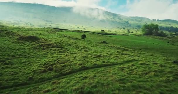 Hermosos campos en la niebla — Vídeo de stock