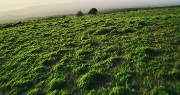 Paisaje verde verano — Vídeo de stock