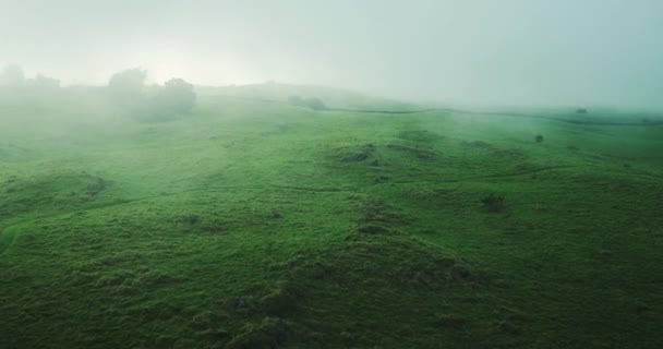 Hermosos campos en la niebla — Vídeo de stock