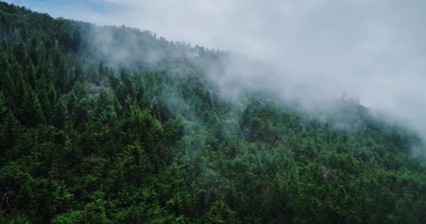 Niebla que cubre bosque tropical — Vídeo de stock