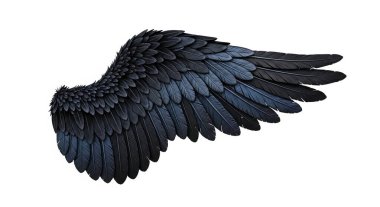 Kara Tüylü Kanat, grafik kaynakları, sanat eserleri, 3D modelleme ve stok resimleme için yüksek kaliteli nesneleri izole etti..