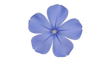 Mavi Çiçek Beş Yaprakları izole, grafik kaynakları, sanat eserleri, 3D modelleme ve stok illüstrasyonu için yüksek kaliteli nesneler.