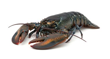 Canlı Atlantik Istakoz Kabuklu Beyaz Arkaplan, grafik kaynakları, sanat eserleri, 3D modelleme ve hisse senedi illüstrasyonları için yüksek kaliteli nesneler.