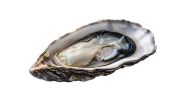 İstiridye Açılmış Çiğ Deniz Ürünleri, grafik kaynakları, sanat eserleri, 3D modelleme ve hisse senedi resimleme için yüksek kaliteli nesneler.