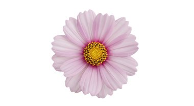 Pembe Çiçek Sarı Merkezi Beyaz, grafik kaynakları, sanat eserleri, 3D modelleme ve stok resimleme için yüksek kaliteli nesneler izole edildi.