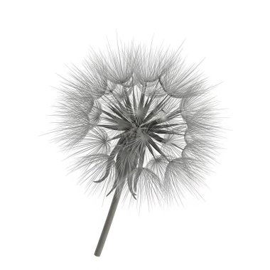 Kabarık Tohumkafa Gri Tuğla, botanik, grafik kaynaklar, sanat eserleri, 3D modelleme ve hisse senedi çizimleri için yüksek kaliteli nesneleri izole etti..