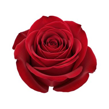 Tek Kırmızı Gül Çiçeği, grafik kaynakları, sanat eserleri, 3D modelleme ve stok resimleme için yüksek kaliteli nesneler izole edildi.