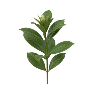 Tropikal Bitki Yeşil Yapraklar Beyaz Bud, grafik kaynakları, sanat eserleri, 3D modelleme ve stok illüstrasyonu için yüksek kaliteli nesneler.