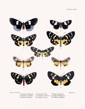 Kelebekler ve güveler 1881 'de Londra' da yayınlanan bir böcek bilimi kitabından örnekler..