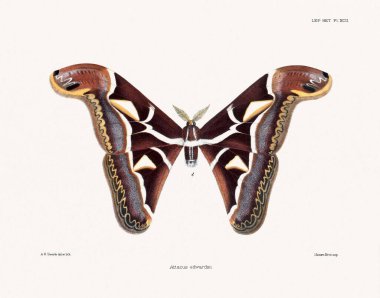 Kelebekler ve güveler 1881 'de Londra' da yayınlanan bir böcek bilimi kitabından örnekler..