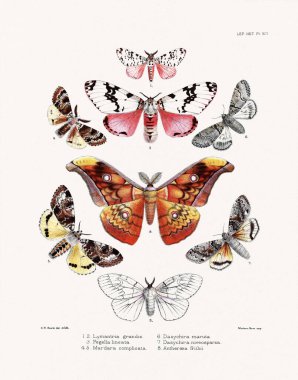 Kelebekler ve güveler 1881 'de Londra' da yayınlanan bir böcek bilimi kitabından örnekler..