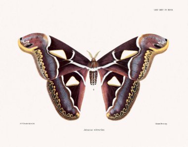 Kelebekler ve güveler 1881 'de Londra' da yayınlanan bir böcek bilimi kitabından örnekler..