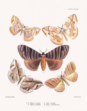 Kelebekler ve güveler 1881 'de Londra' da yayınlanan bir böcek bilimi kitabından örnekler..
