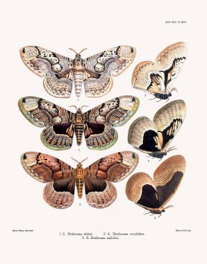 Kelebekler ve güveler 1881 'de Londra' da yayınlanan bir böcek bilimi kitabından örnekler..