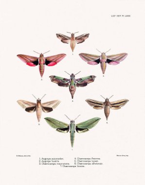 Kelebekler ve güveler 1881 'de Londra' da yayınlanan bir böcek bilimi kitabından örnekler..