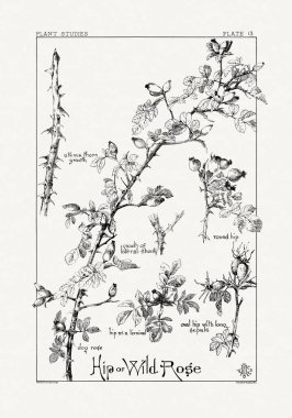 1886 'da yayınlanan bir sanat kitabından mürekkep ve kalemle botanik çizimi.