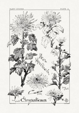 1886 'da yayınlanan bir sanat kitabından mürekkep ve kalemle botanik çizimi.