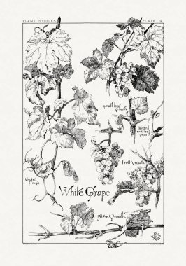 1886 'da yayınlanan bir sanat kitabından mürekkep ve kalemle botanik çizimi.