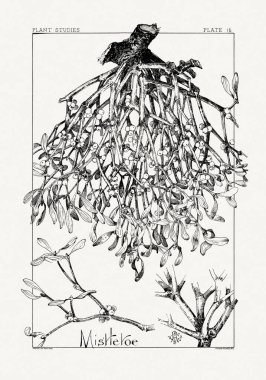 1886 'da yayınlanan bir sanat kitabından mürekkep ve kalemle botanik çizimi.