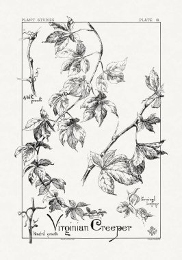 1886 'da yayınlanan bir sanat kitabından mürekkep ve kalemle botanik çizimi.