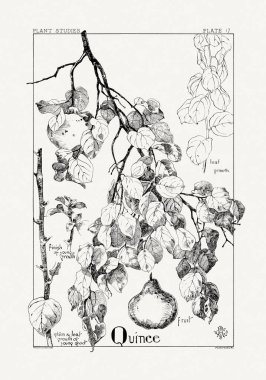 1886 'da yayınlanan bir sanat kitabından mürekkep ve kalemle botanik çizimi.