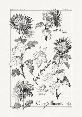 1886 'da yayınlanan bir sanat kitabından mürekkep ve kalemle botanik çizimi.