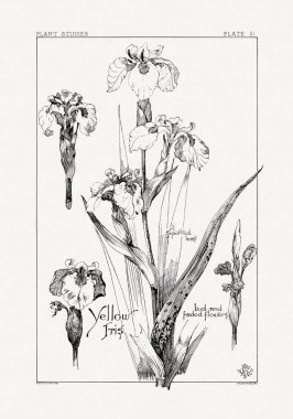 1886 'da yayınlanan bir sanat kitabından mürekkep ve kalemle botanik çizimi.