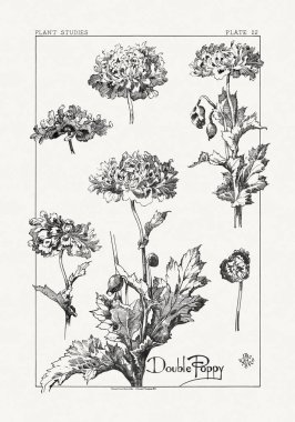 1886 'da yayınlanan bir sanat kitabından mürekkep ve kalemle botanik çizimi.