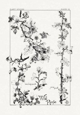 1886 'da yayınlanan bir sanat kitabından mürekkep ve kalemle botanik çizimi.