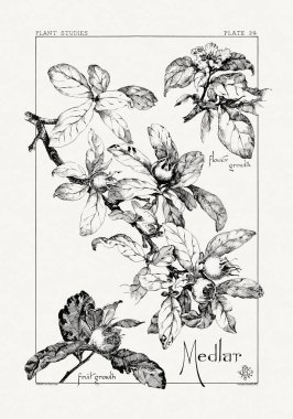 1886 'da yayınlanan bir sanat kitabından mürekkep ve kalemle botanik çizimi.
