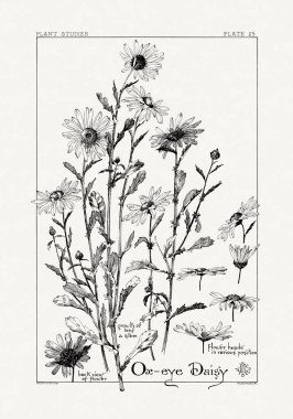 1886 'da yayınlanan bir sanat kitabından mürekkep ve kalemle botanik çizimi.