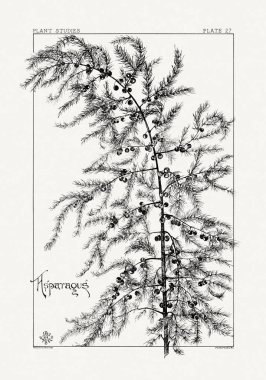 1886 'da yayınlanan bir sanat kitabından mürekkep ve kalemle botanik çizimi.