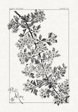 1886 'da yayınlanan bir sanat kitabından mürekkep ve kalemle botanik çizimi.